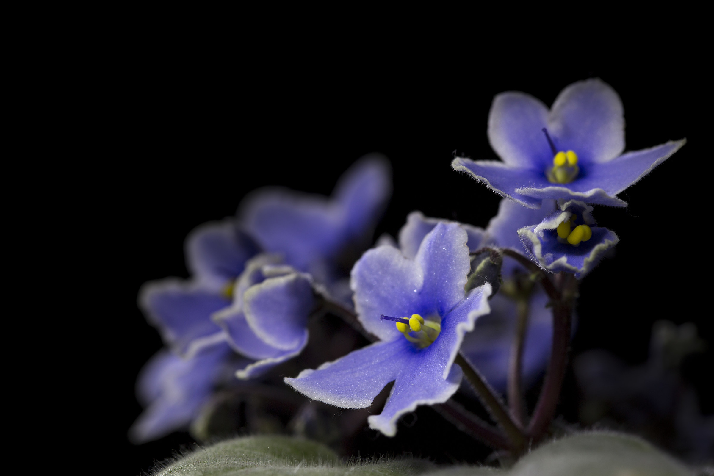 African violet