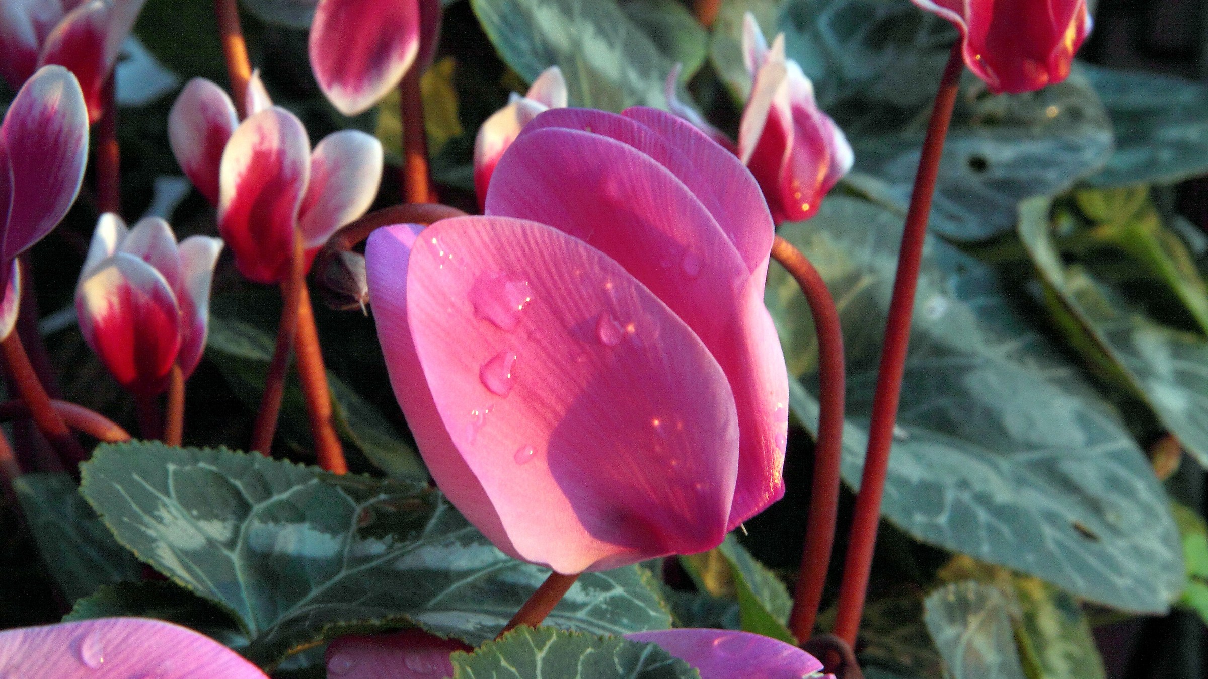 Cyclamen