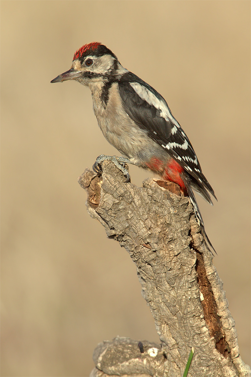 Picchio rosso maggiore ( Dendrocopos major harterti )