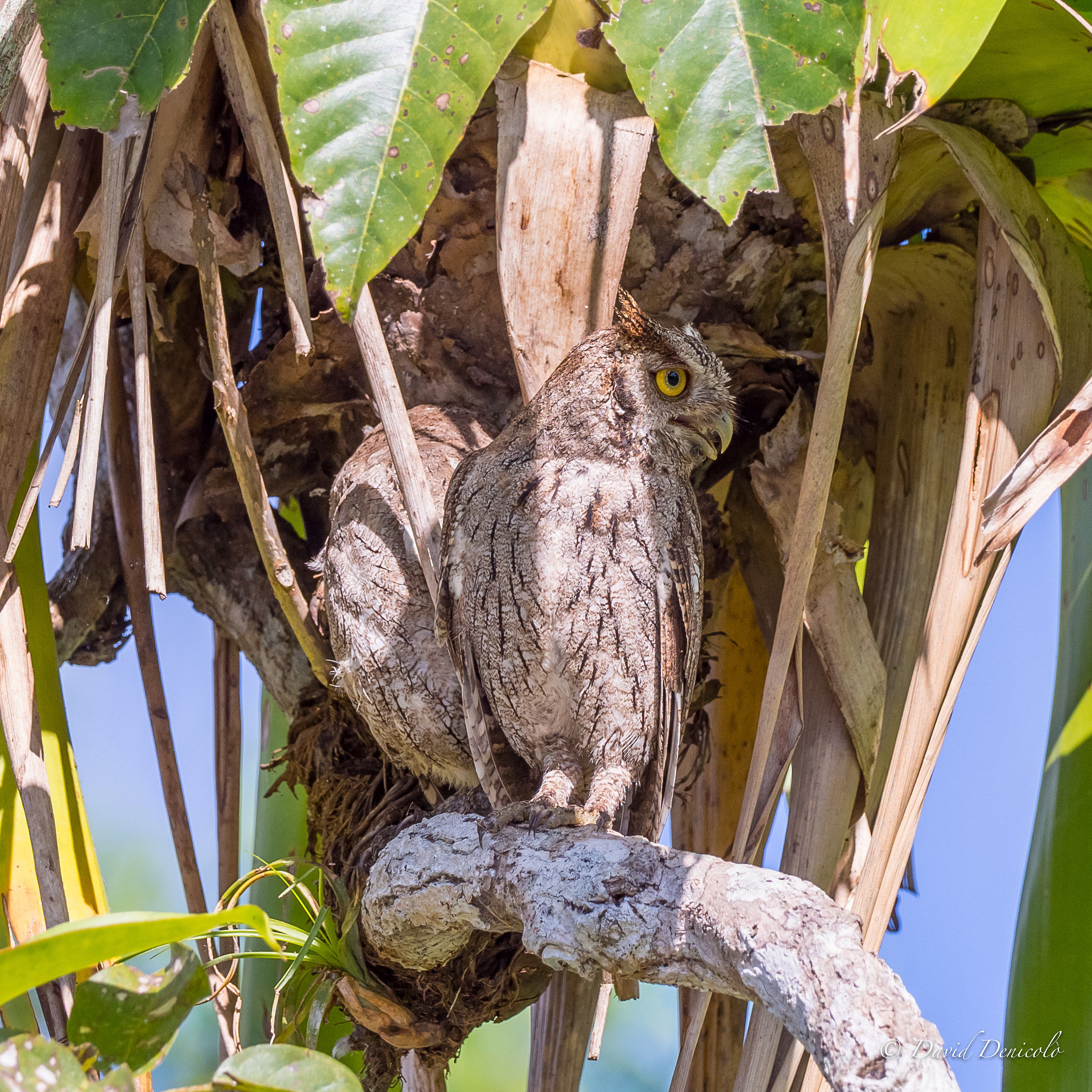 pair of Pacific Screech-Owl