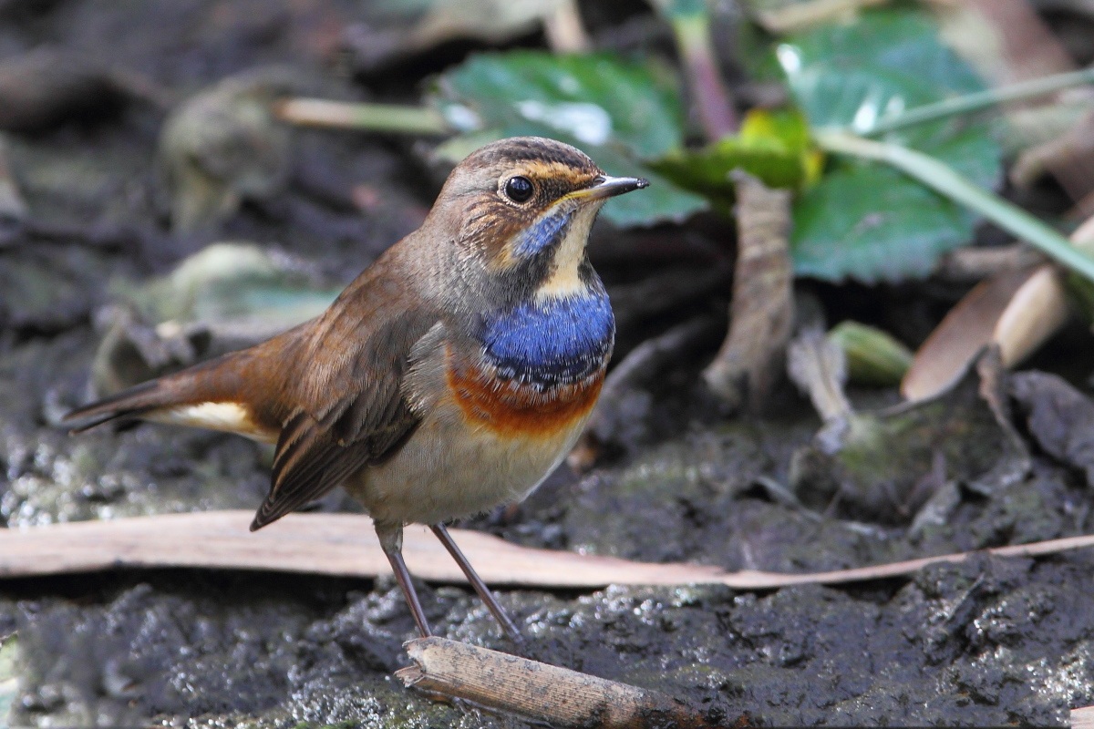 Bluethroat