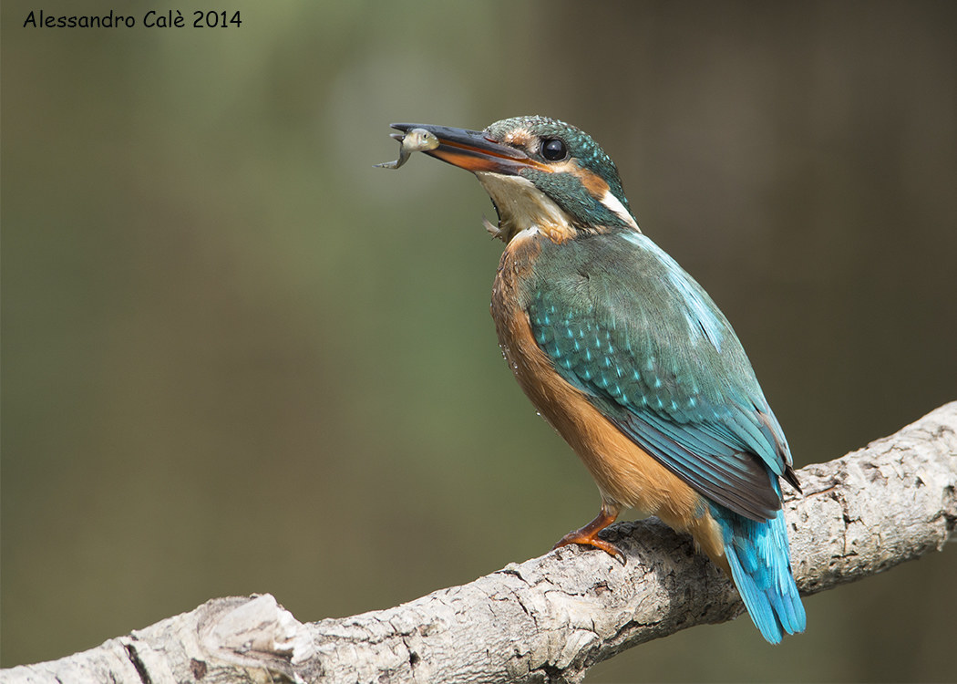 Alcedo atthis (Kingfisher) 0705