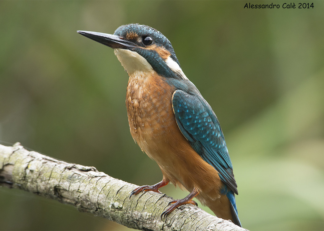Alcedo atthis (Martin pescatore) 0644