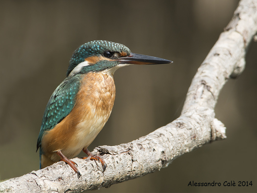 Alcedo atthis (Kingfisher) 0738