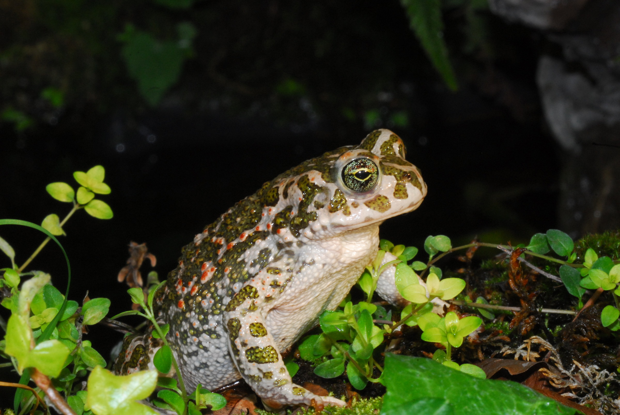 Green toad