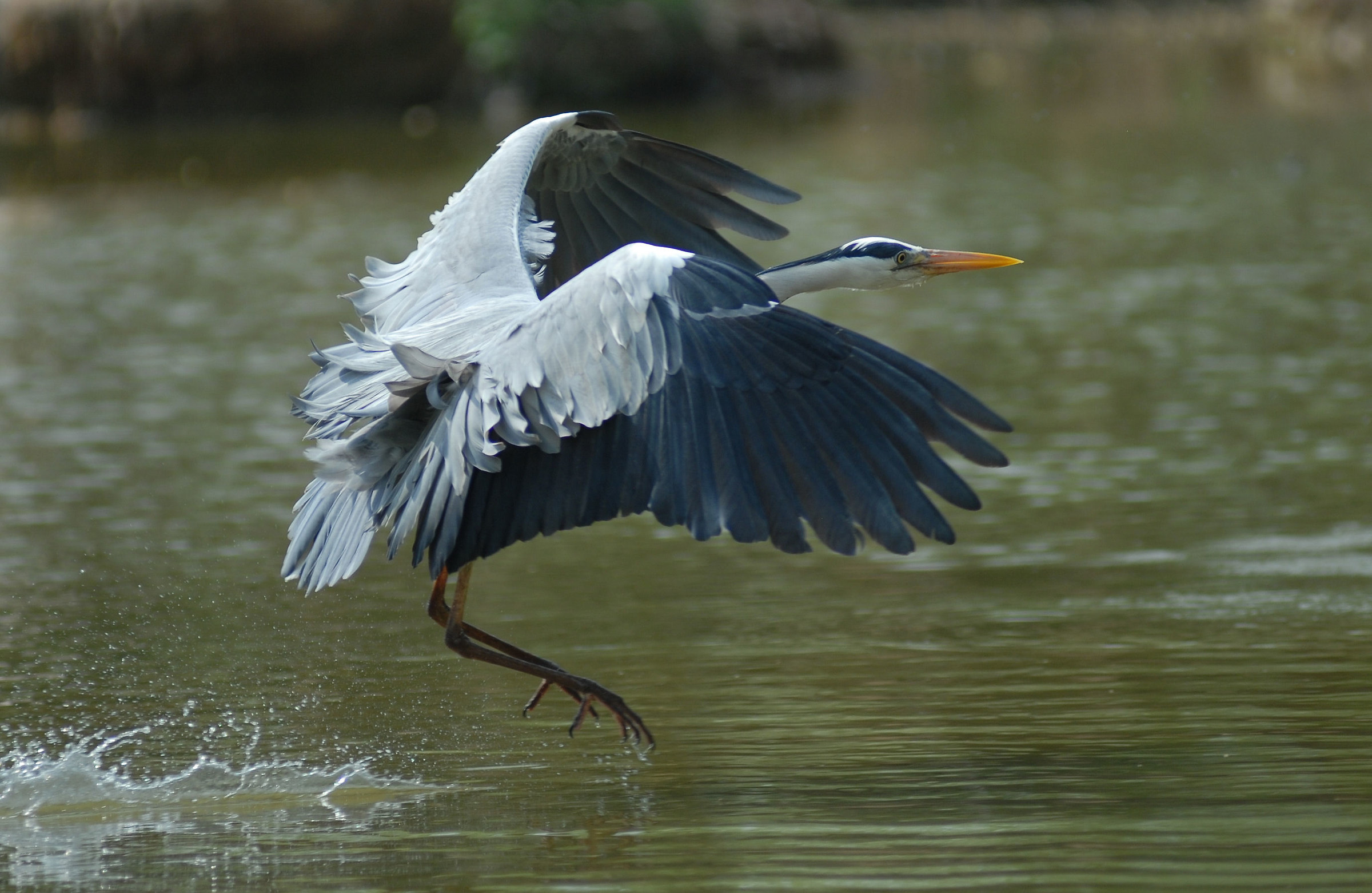 Grey Heron