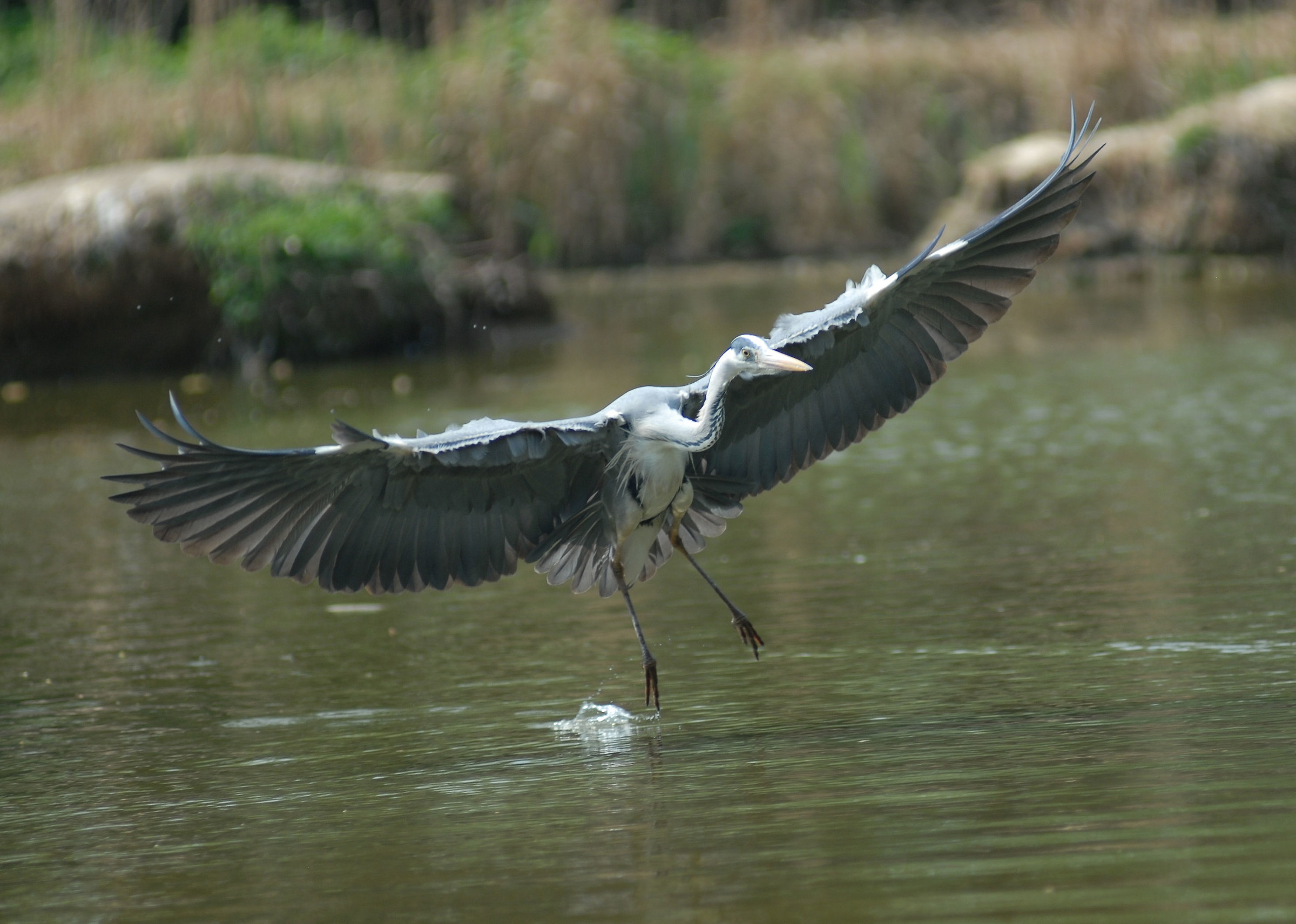 Grey Heron