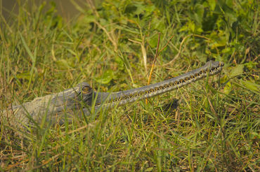 Gavialis gangeticus