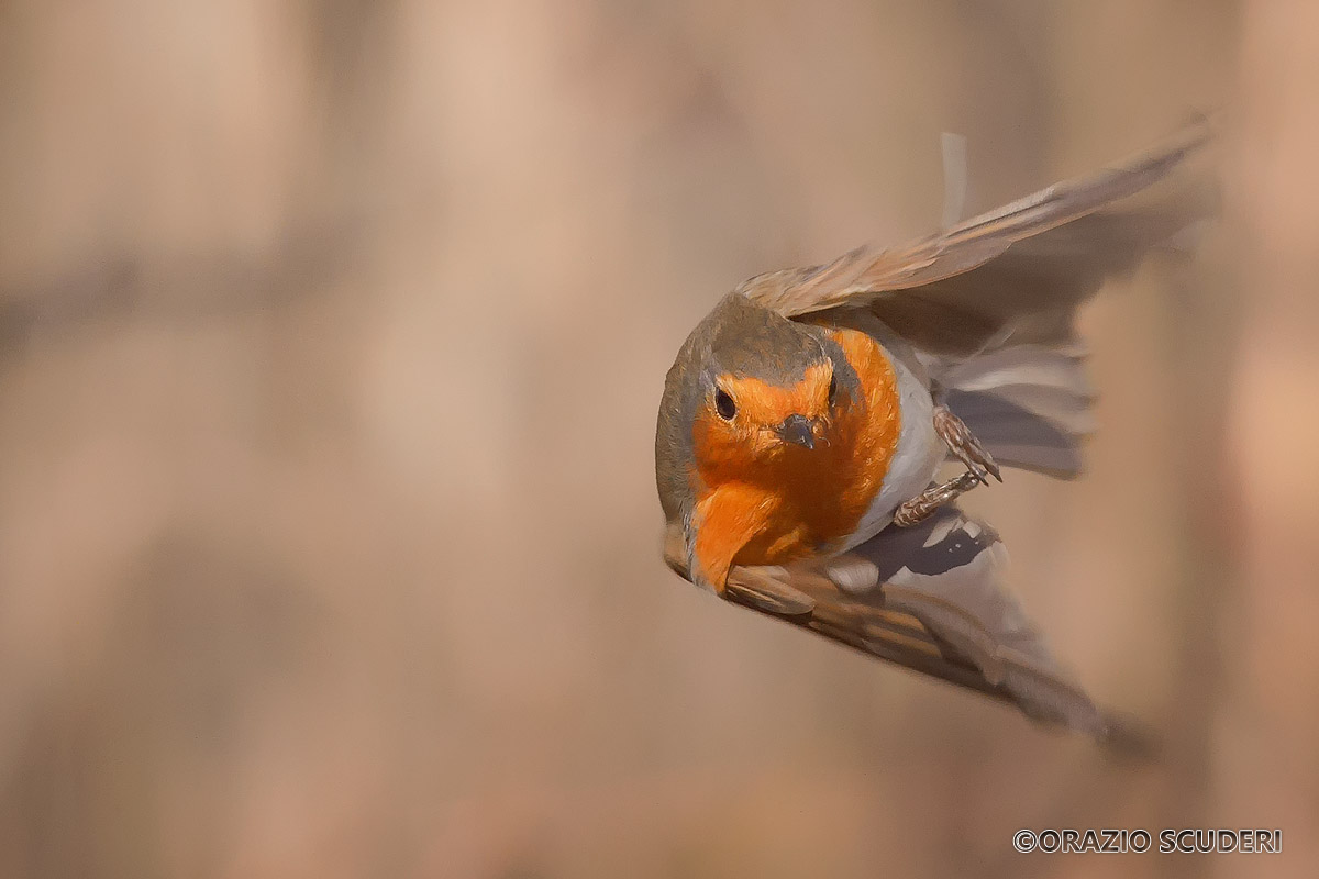 Erithacus rubecula