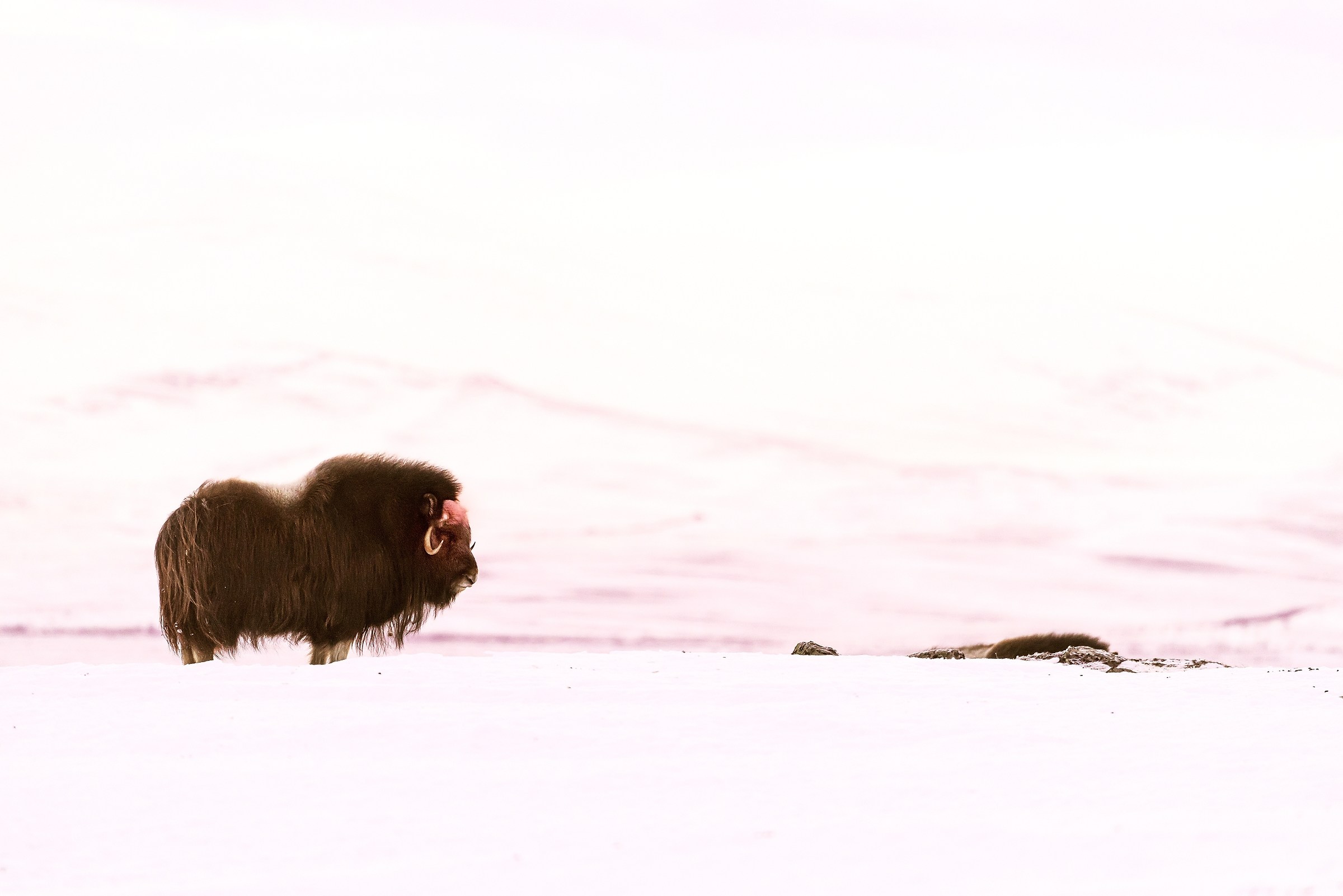 Dovrefjell 2017 - Musk ox