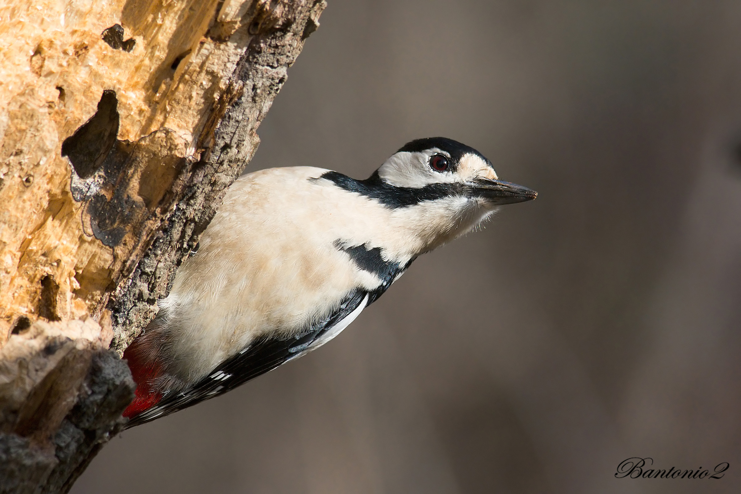Great Spotted Woodpecker (Dendrocopos major).