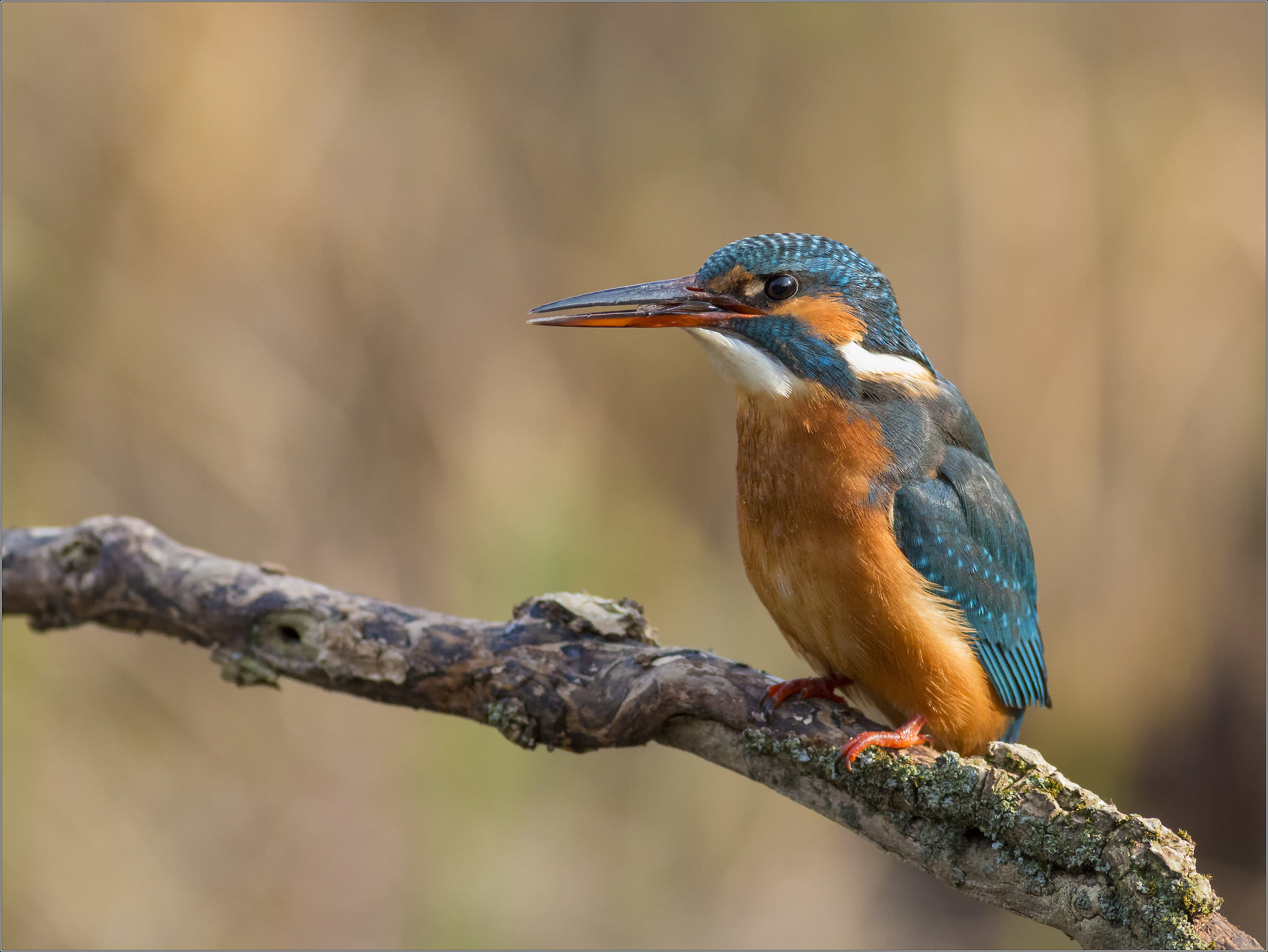 martina ... swallows