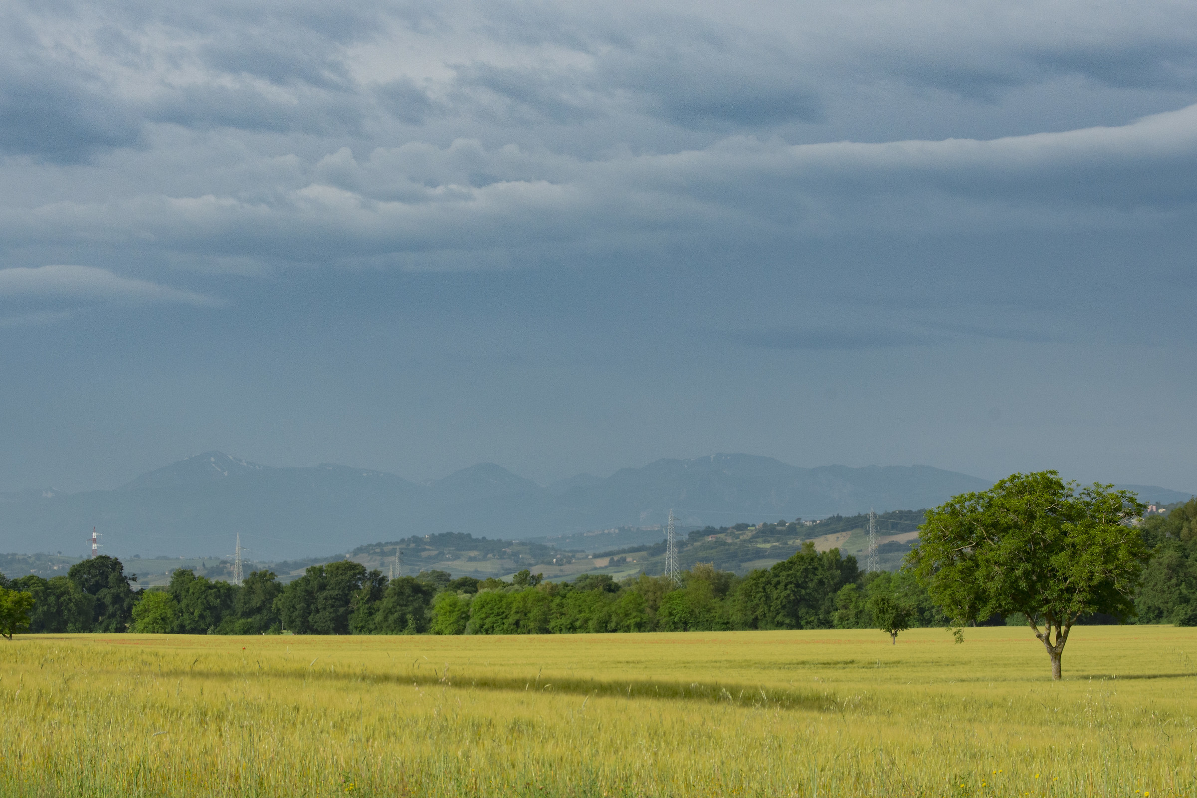 Between sky and wheat