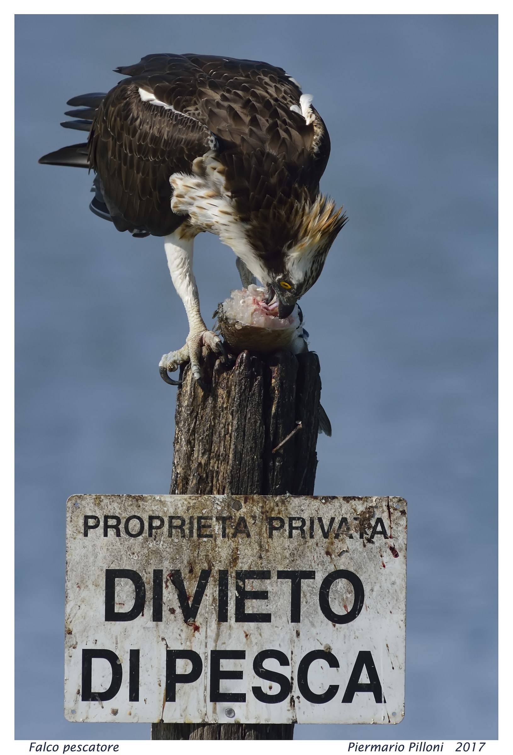 Falco pescatore