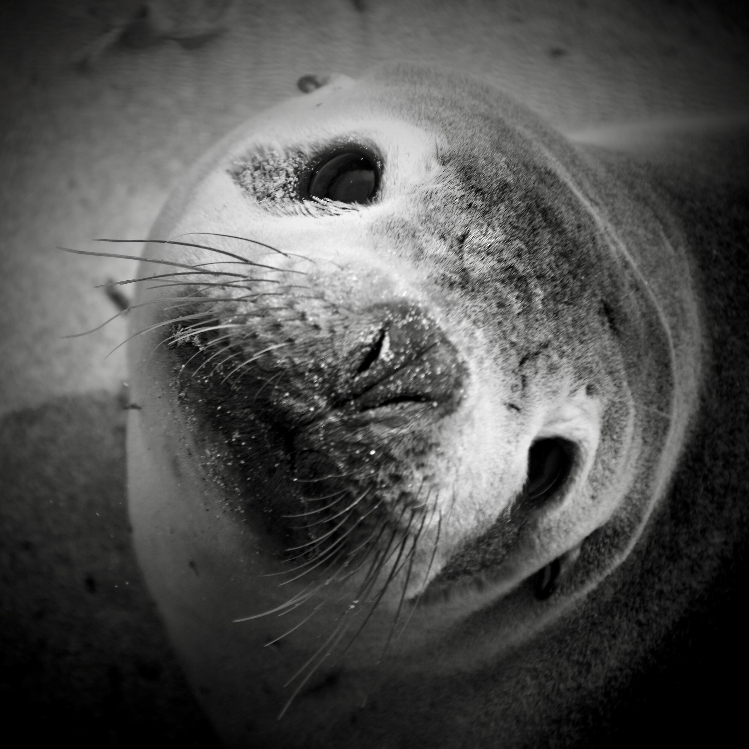 Ciao, che animale sei?