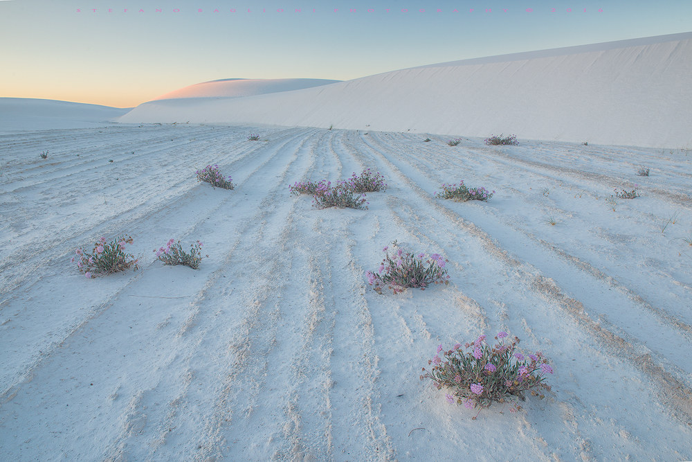 Blooms high temperature