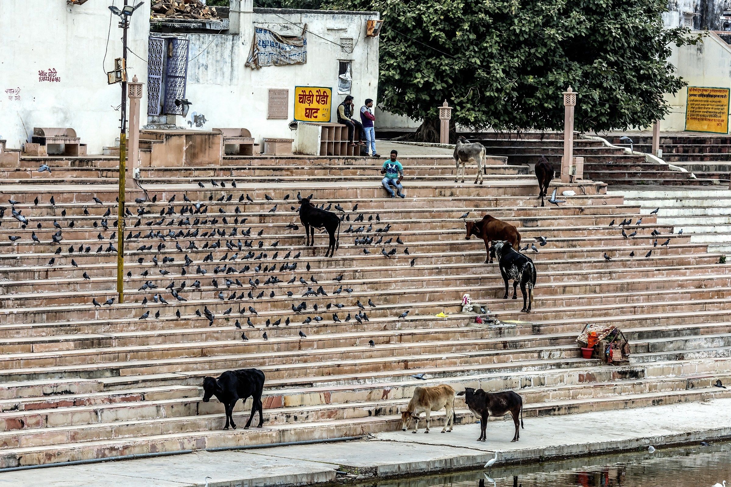 Rajasthan 2017 - Pushkar