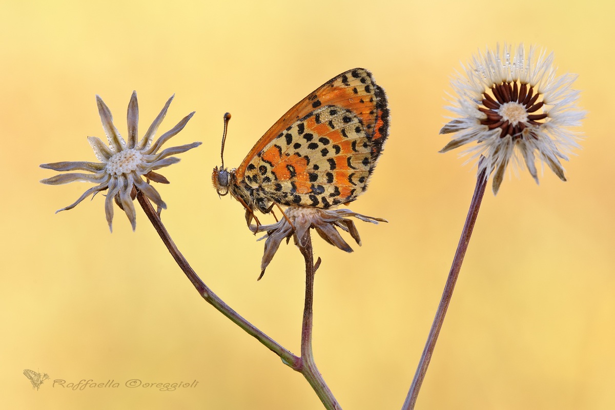Il ritorno del campo magico