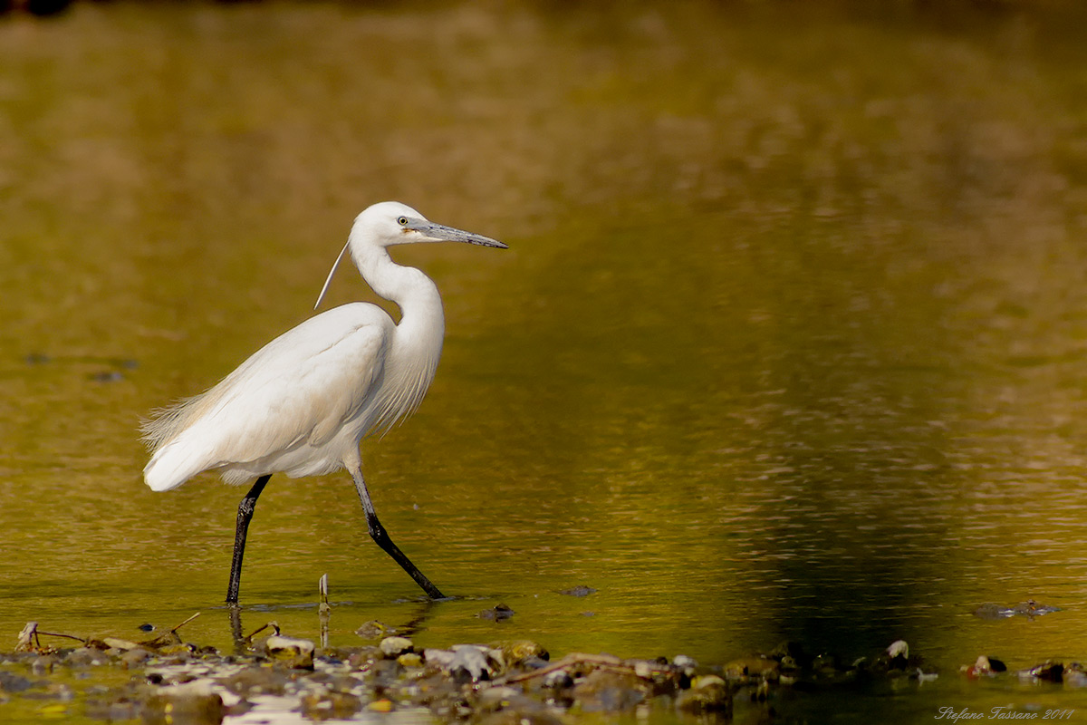 Egretta garzetta