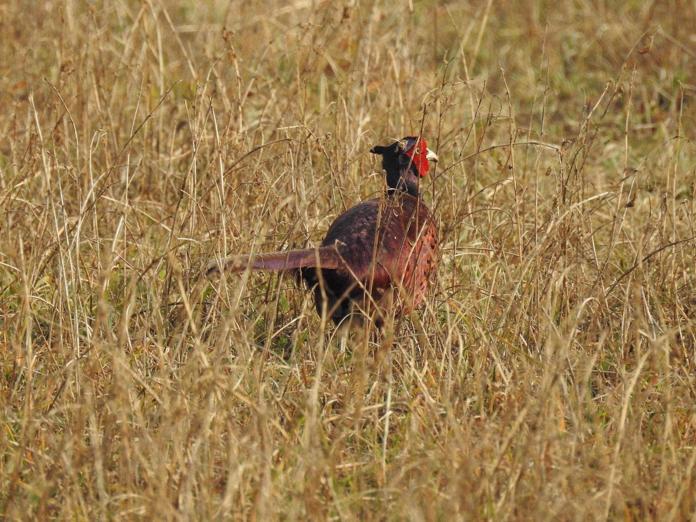 Pheasant