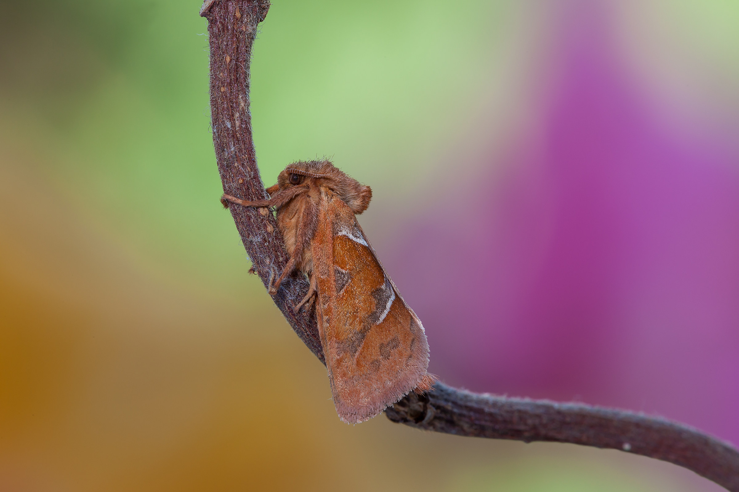 Triodia Sylvina (Linnaeus, 1761)
