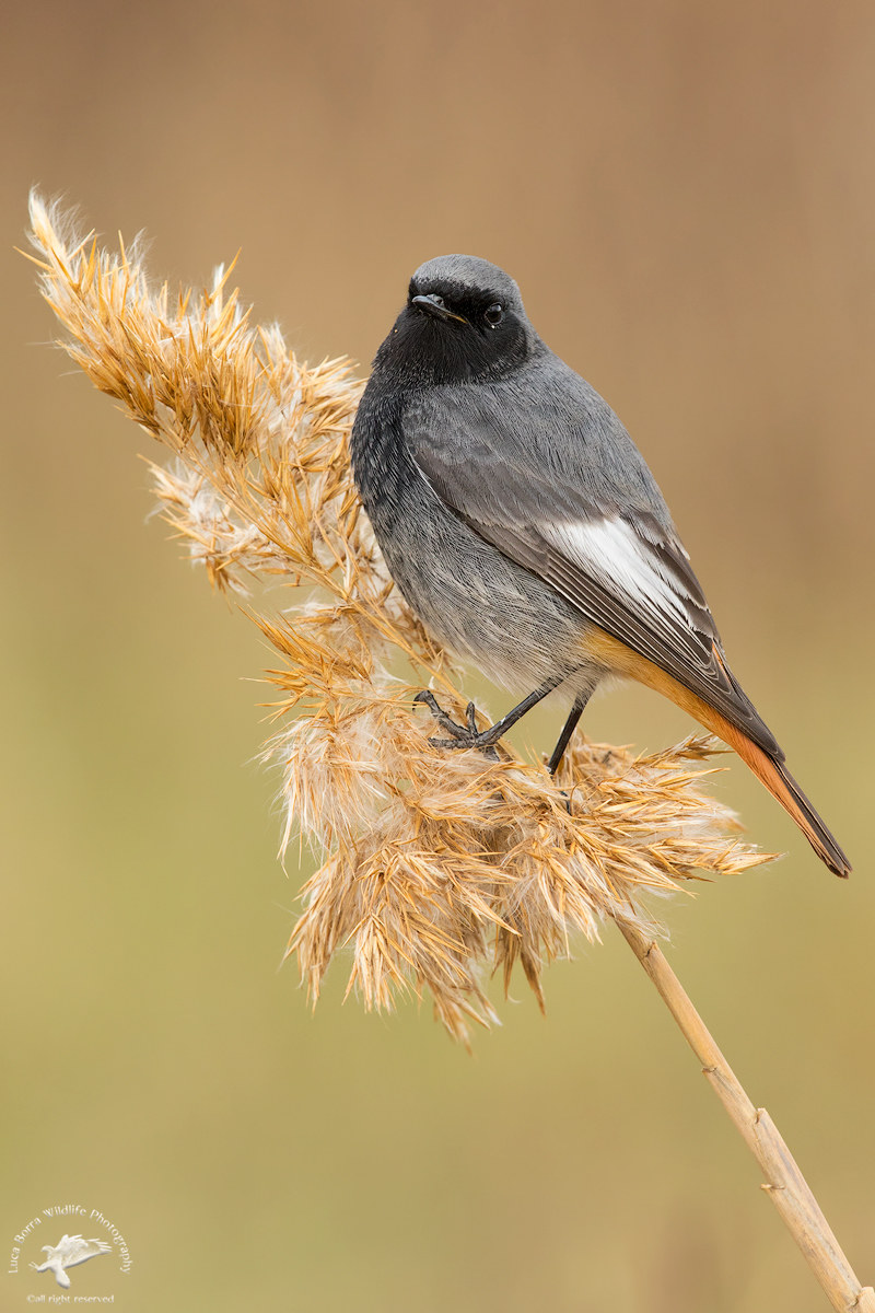 Chimney sweep Redstart