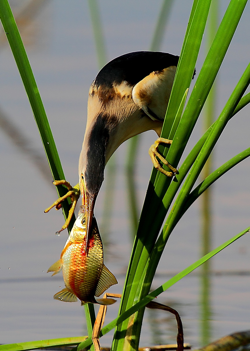 tarabusino con preda