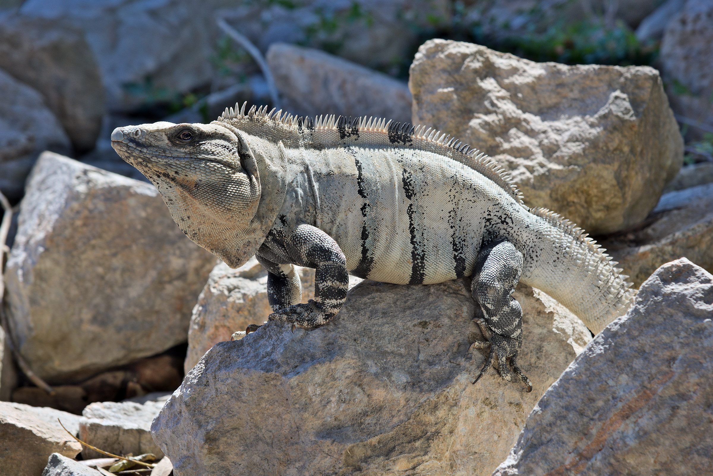 Iguana