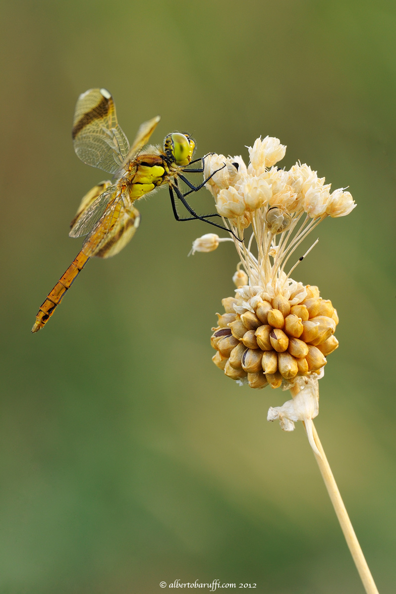 Sympetrum Pedemontanum