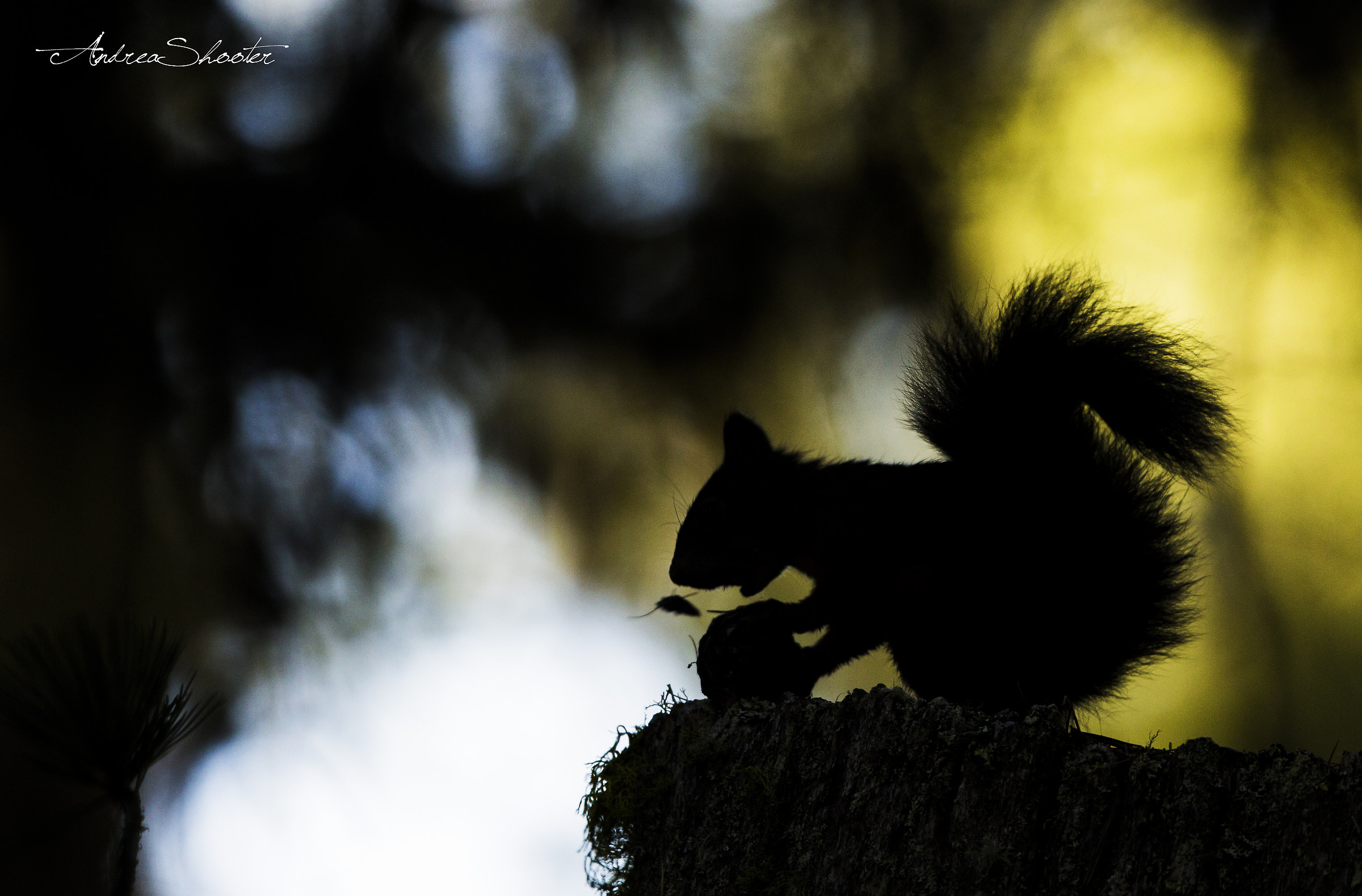 Backlit .. :) .. :) ..