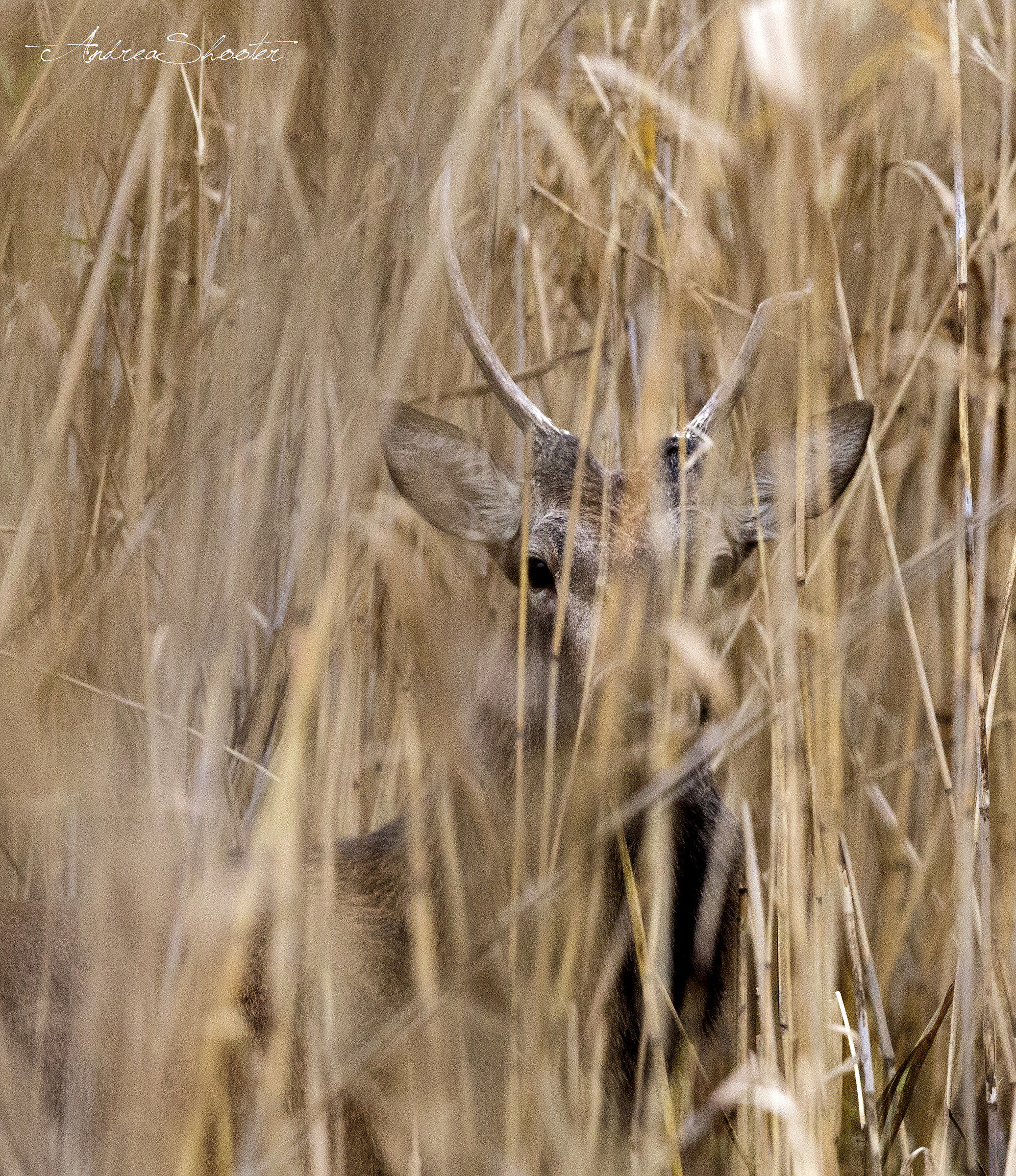 Camouflage, red deer young.