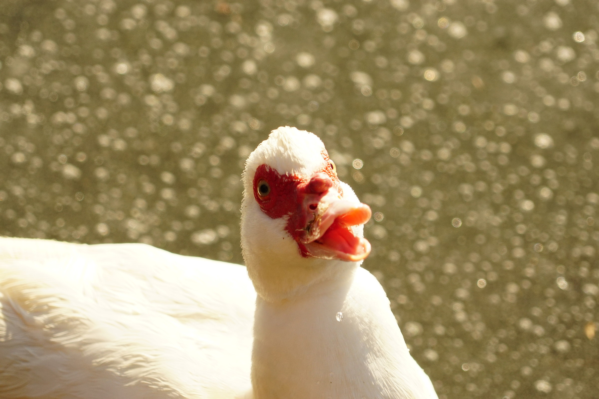 Muscovy duck ... so to say ..