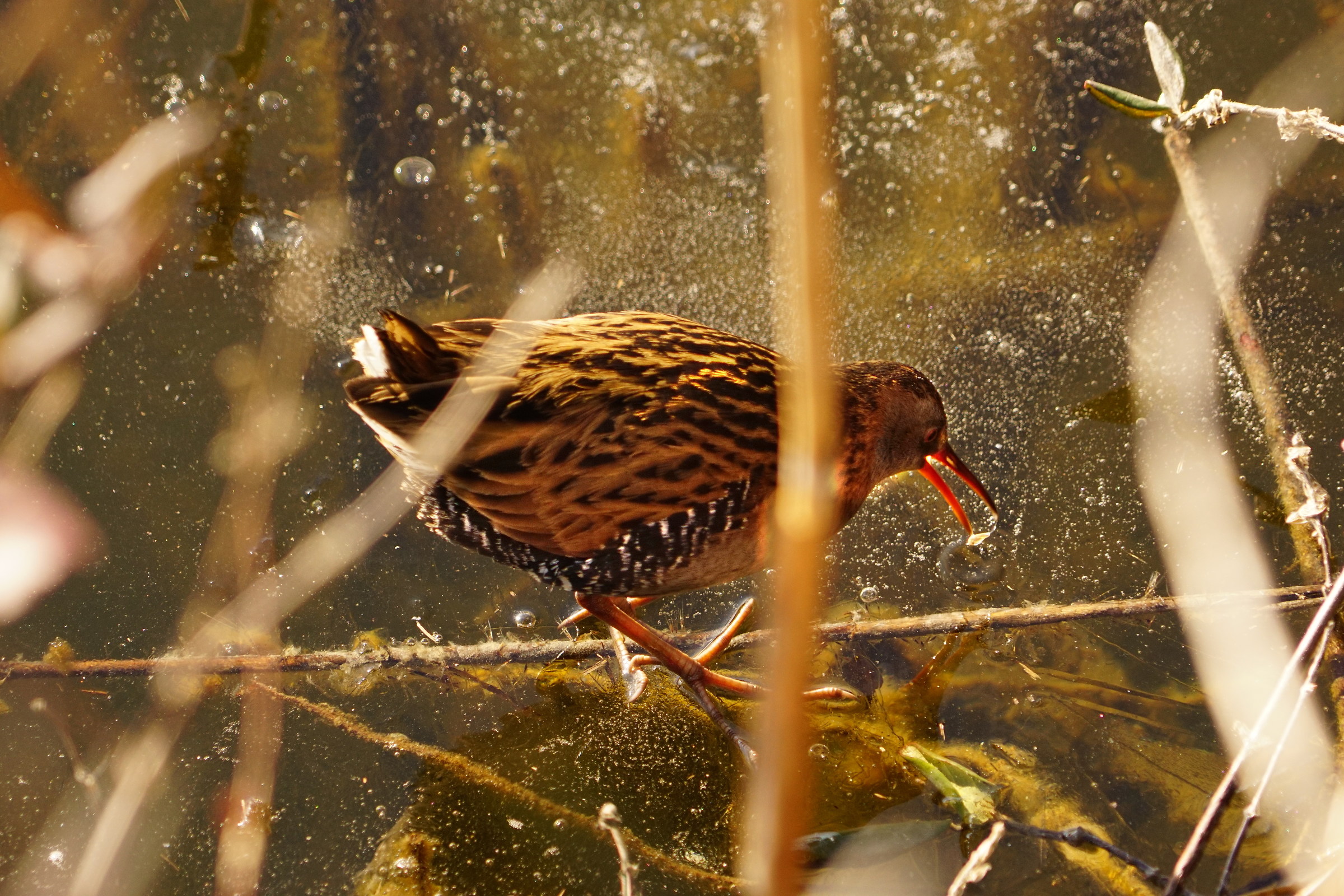 Water Rail