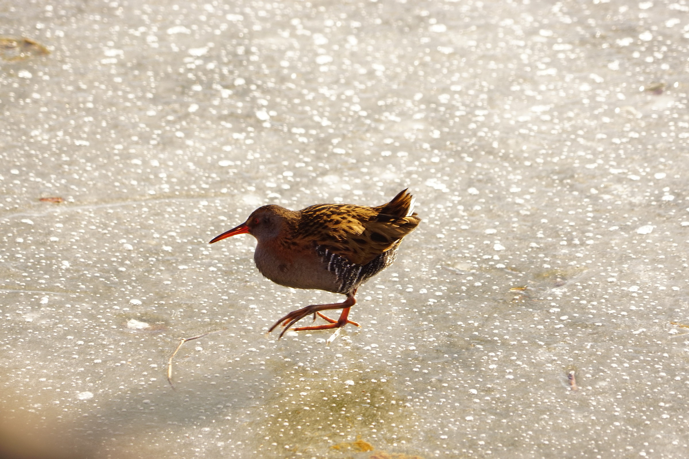Water Rail
