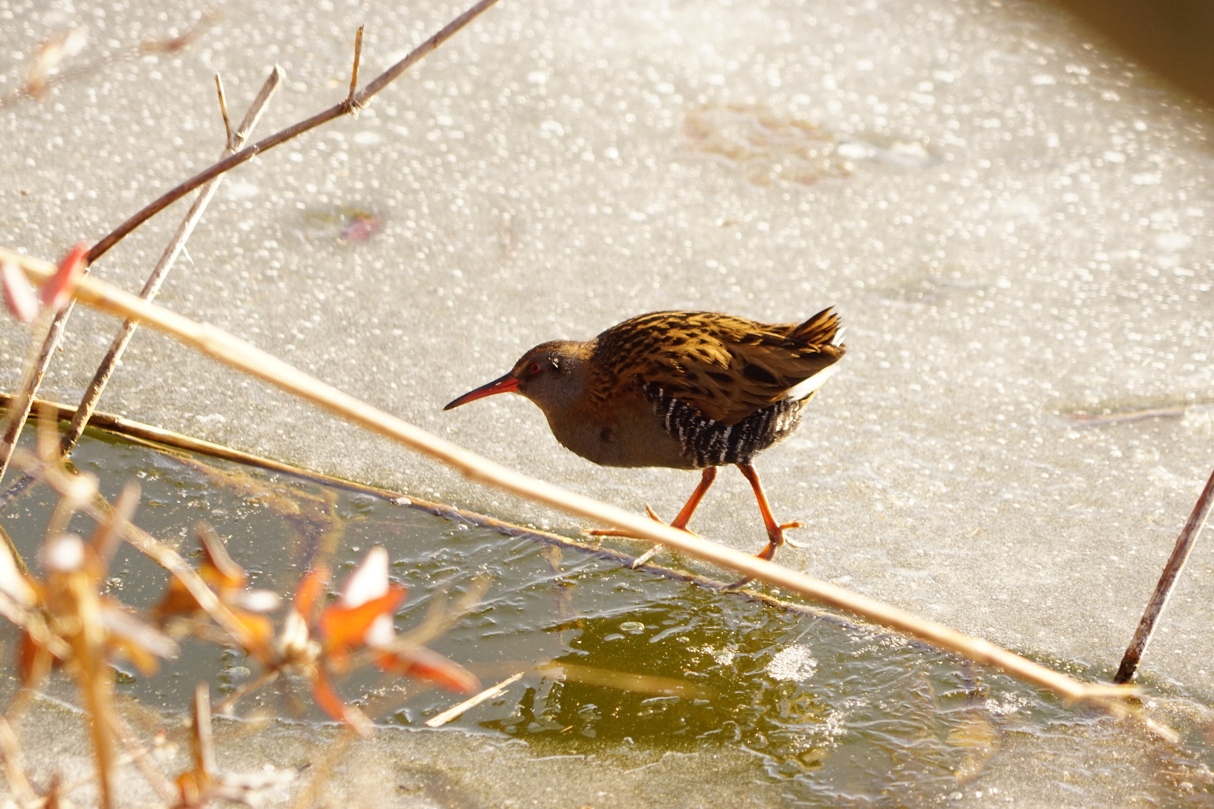 Water Rail