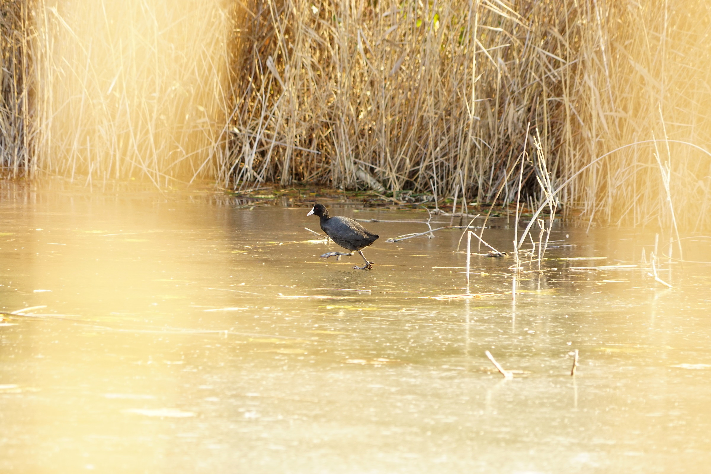 Coot "ballerina" on ice