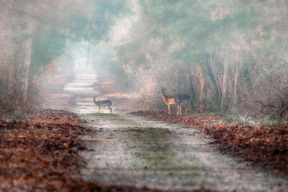 The enchanted forest