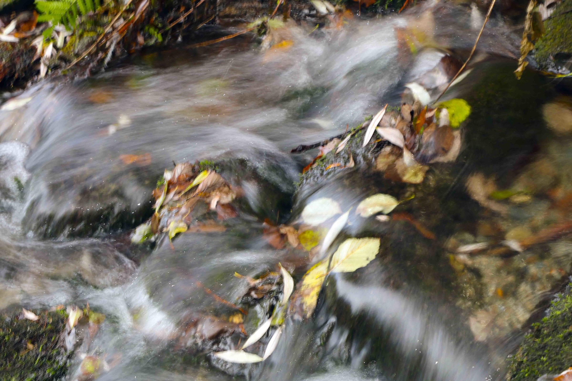 Quando l'acqua trascina le foglie autunnali