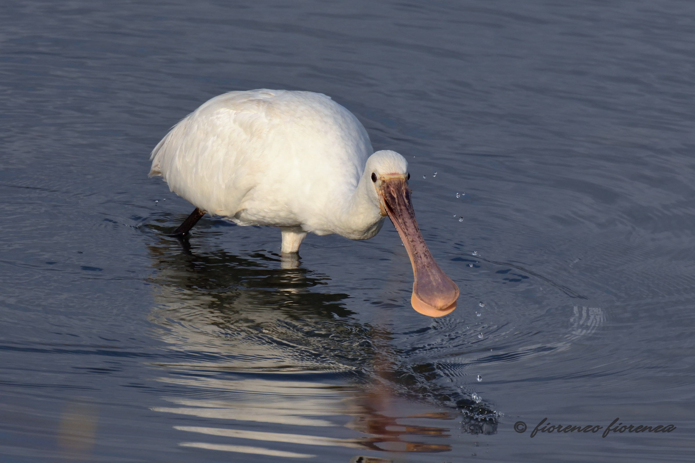 spoonbill