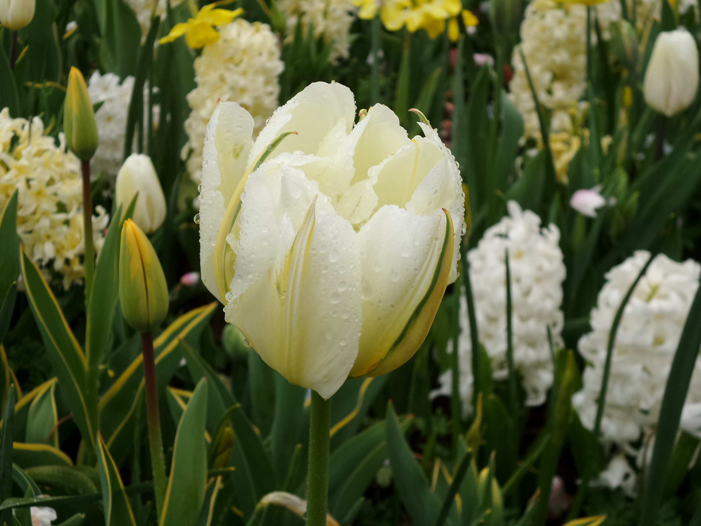 Keukenhof, tulipano bianco
