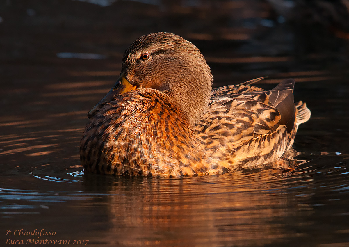 Femmina di germano reale