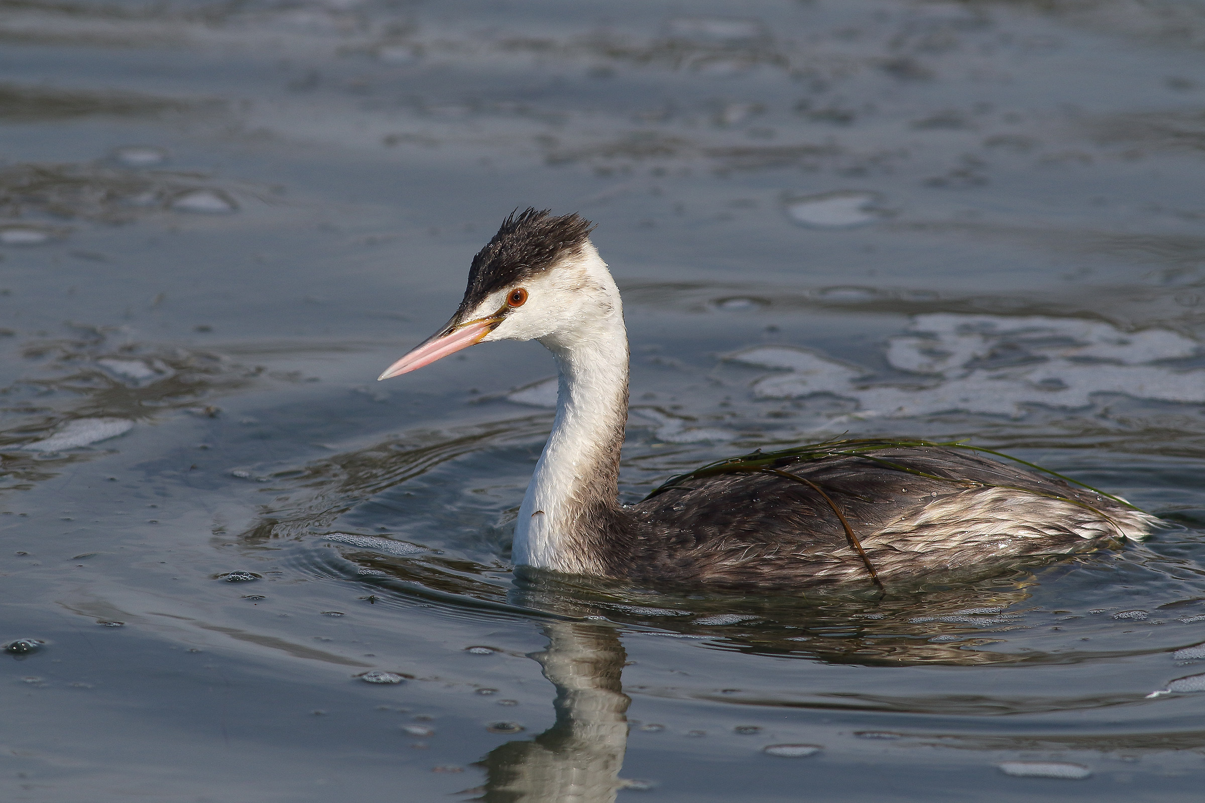 Great Crested Grebe-Adolescente-