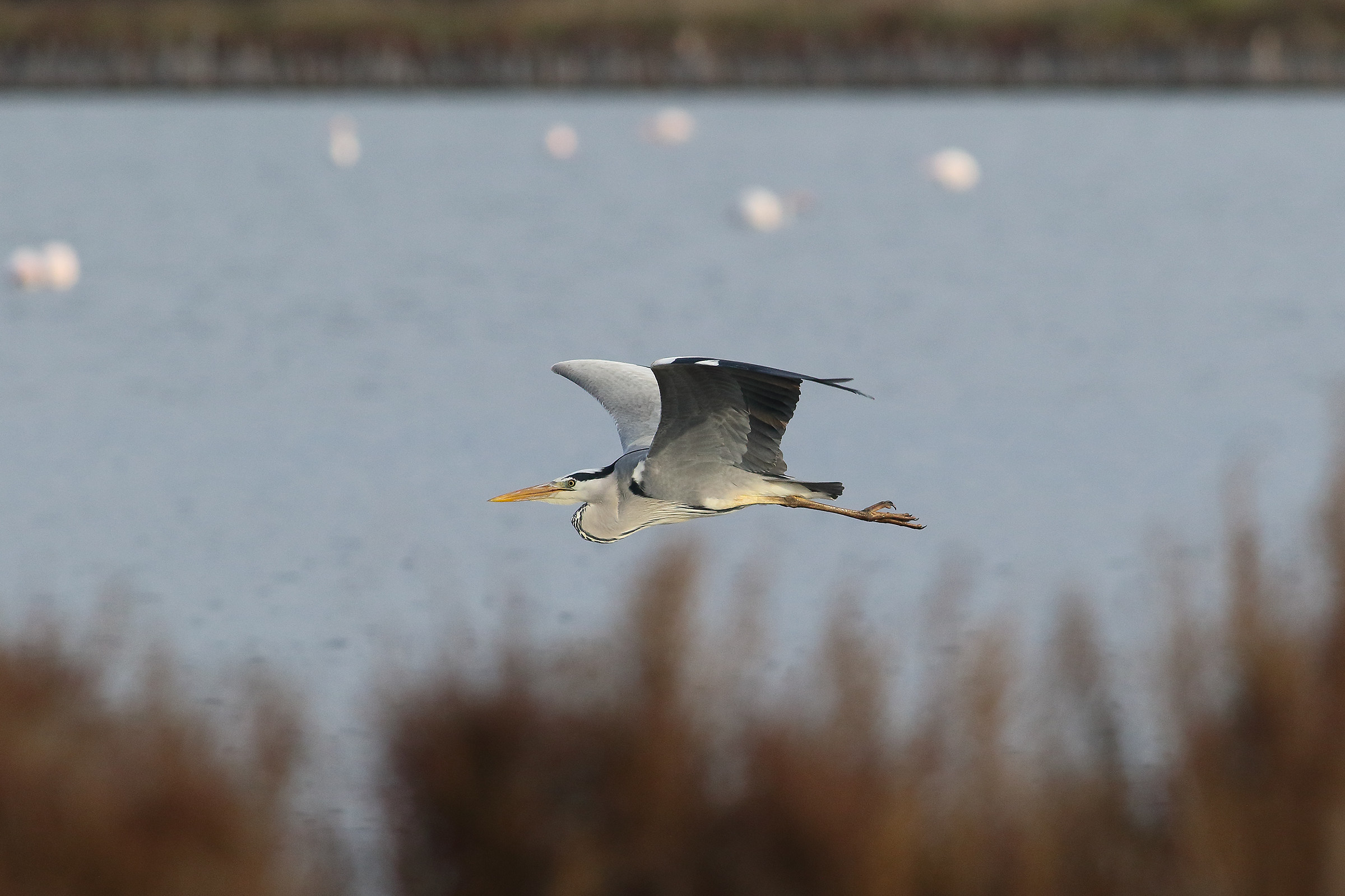 Heron of Early Morning
