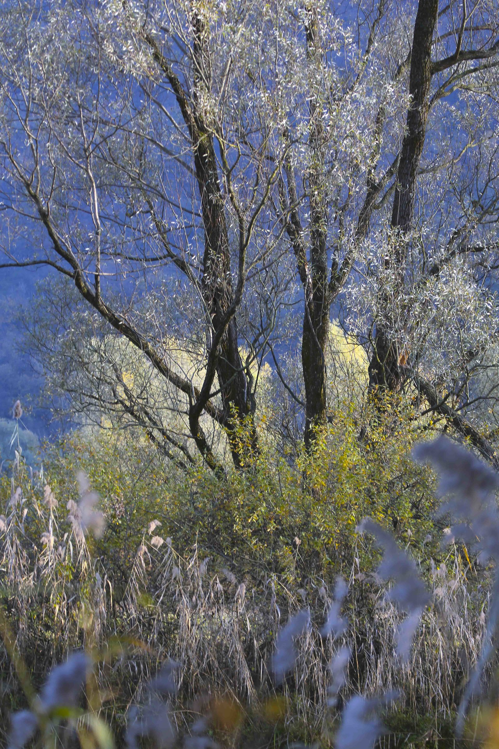 Boscaglia sulla riva