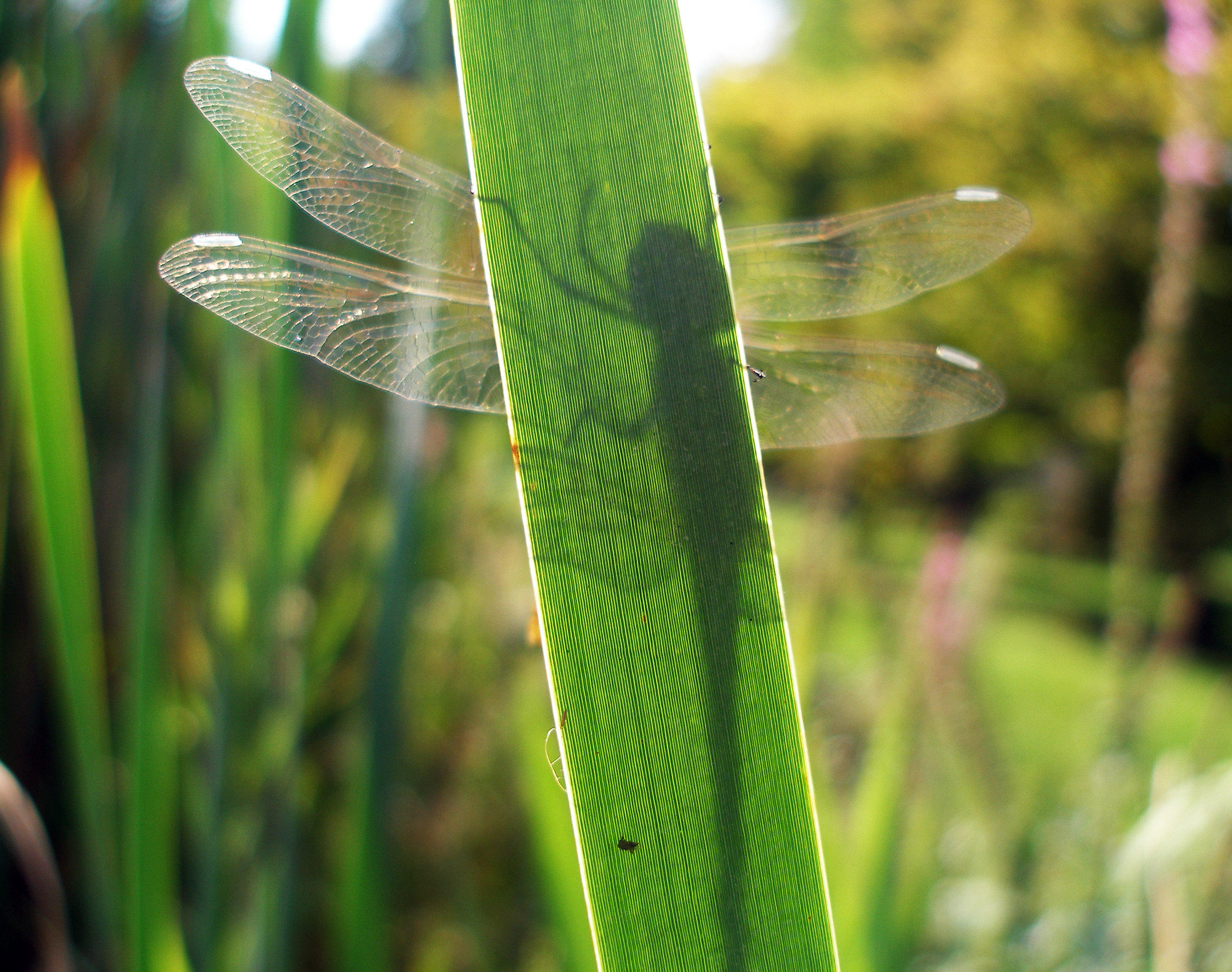 dragonfly shadow