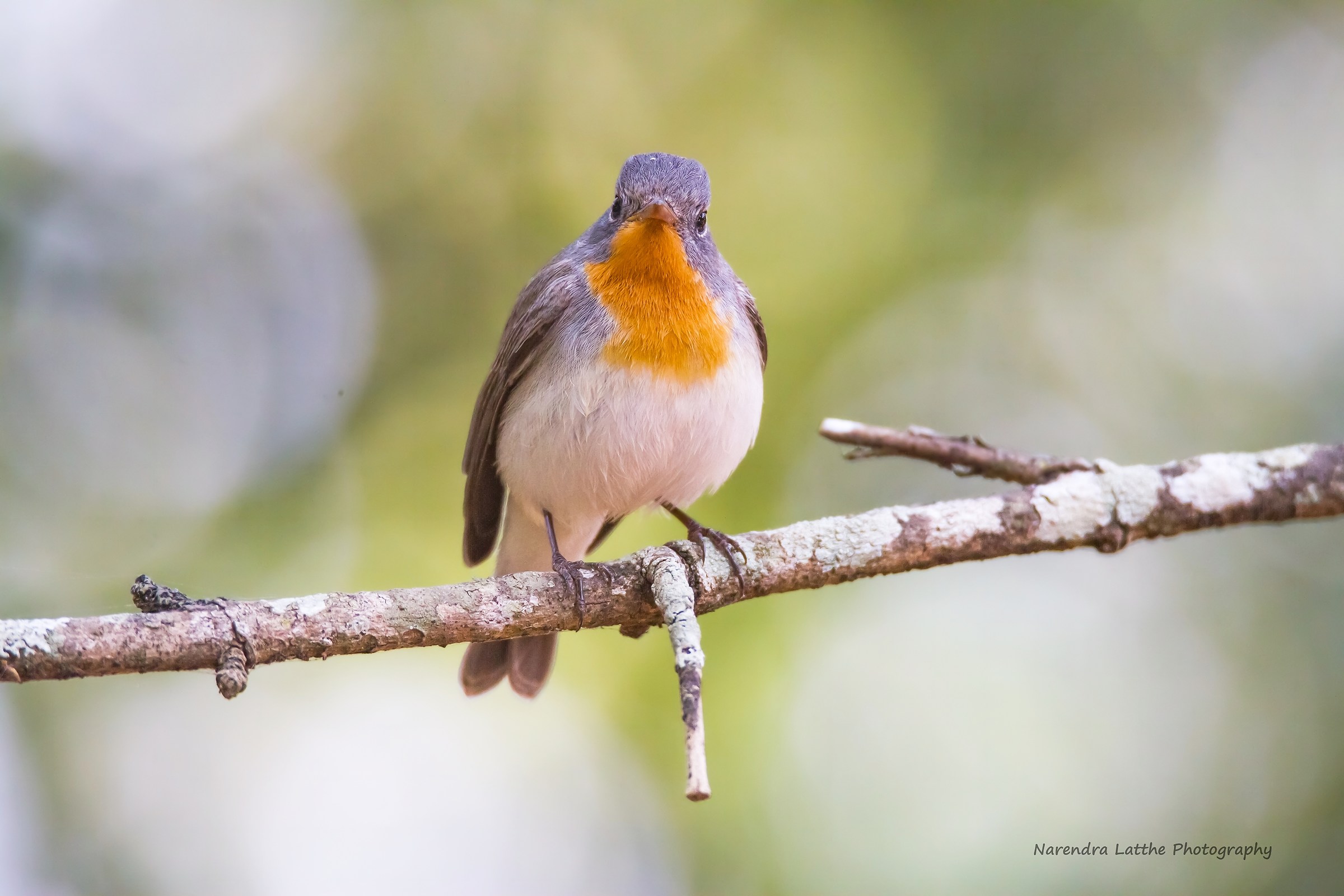 Red Breasted Flycatcher (Uomo)