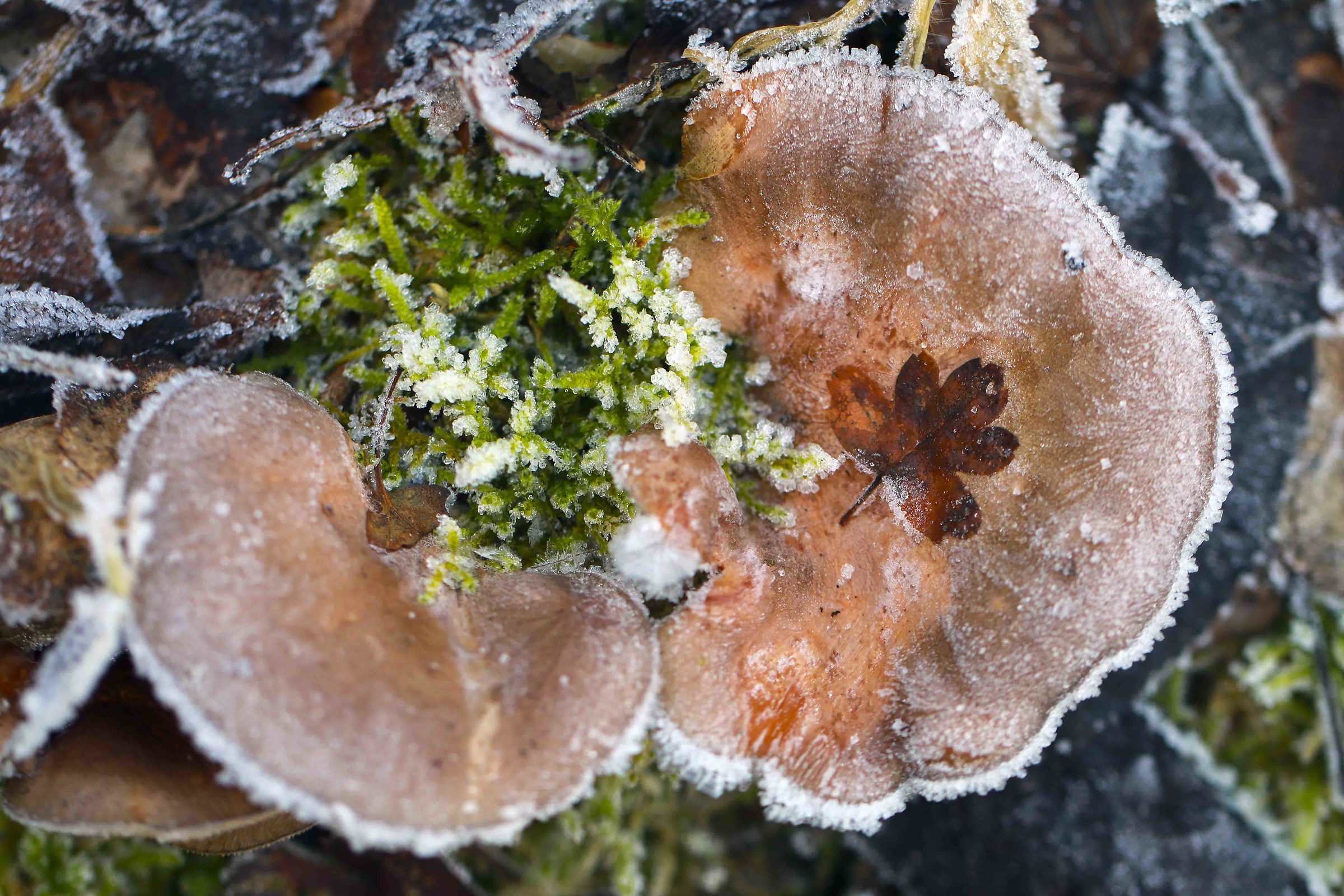 Fogliolina su fungo brinato