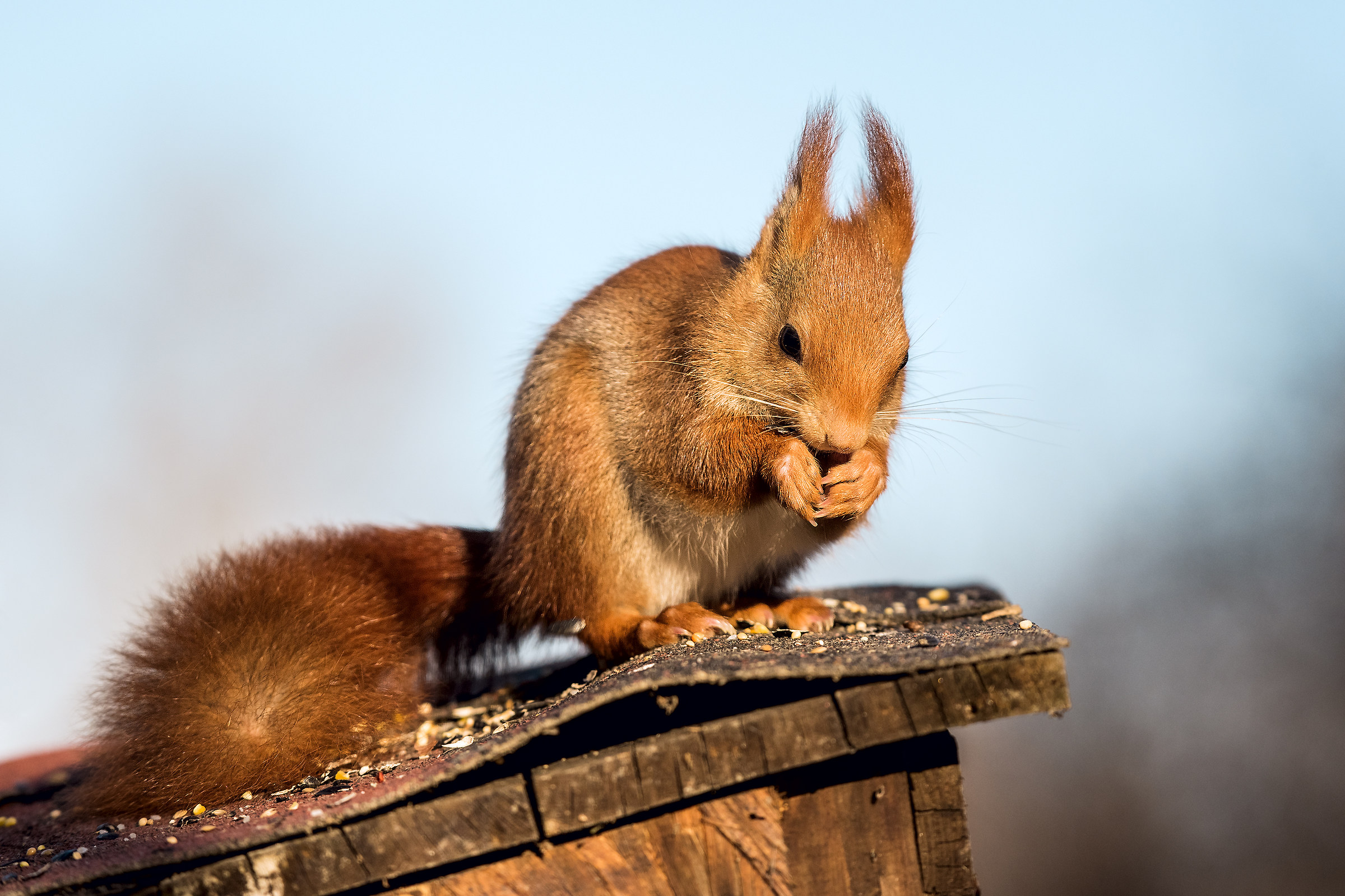 red squirrel