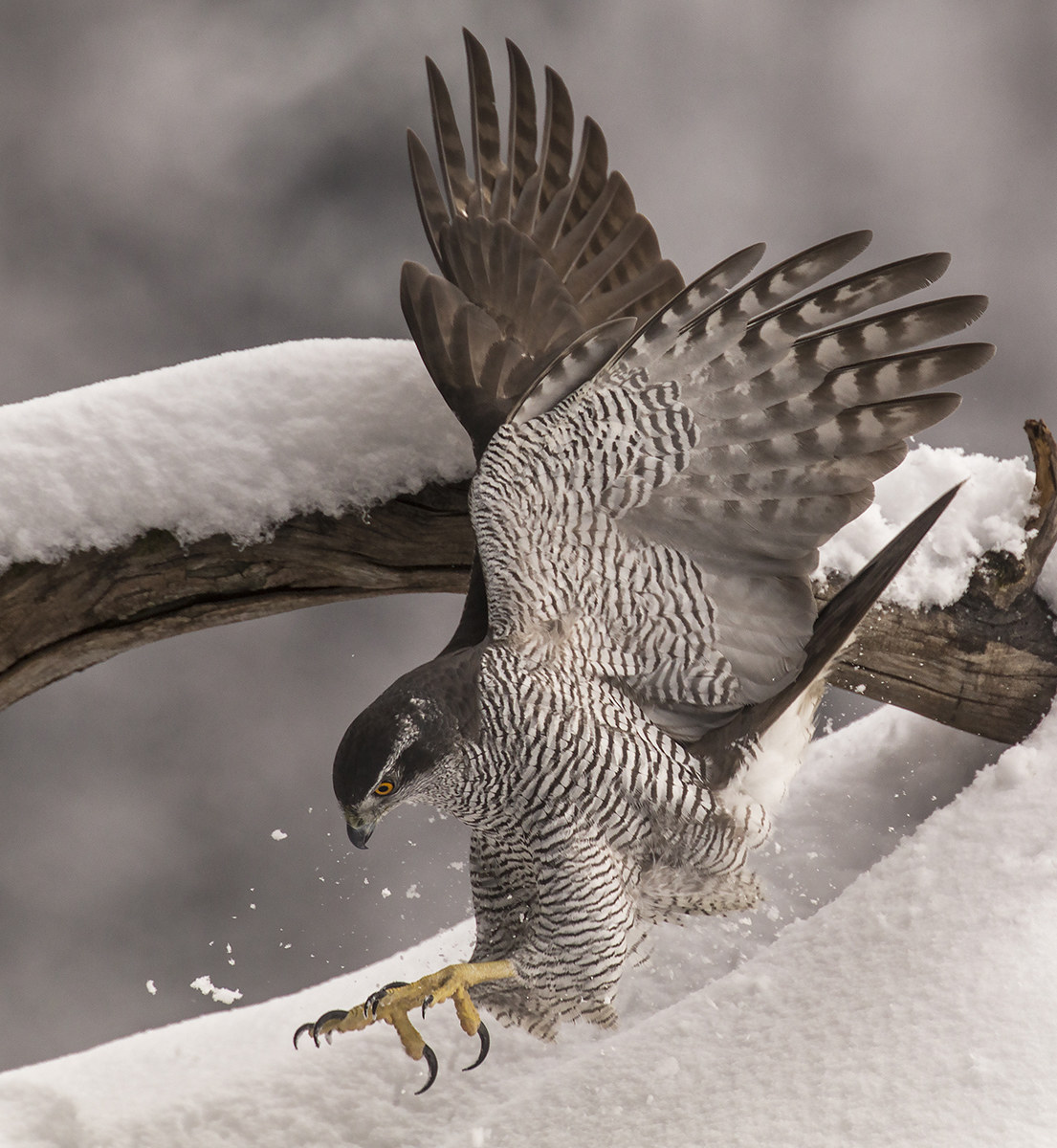 goshawk