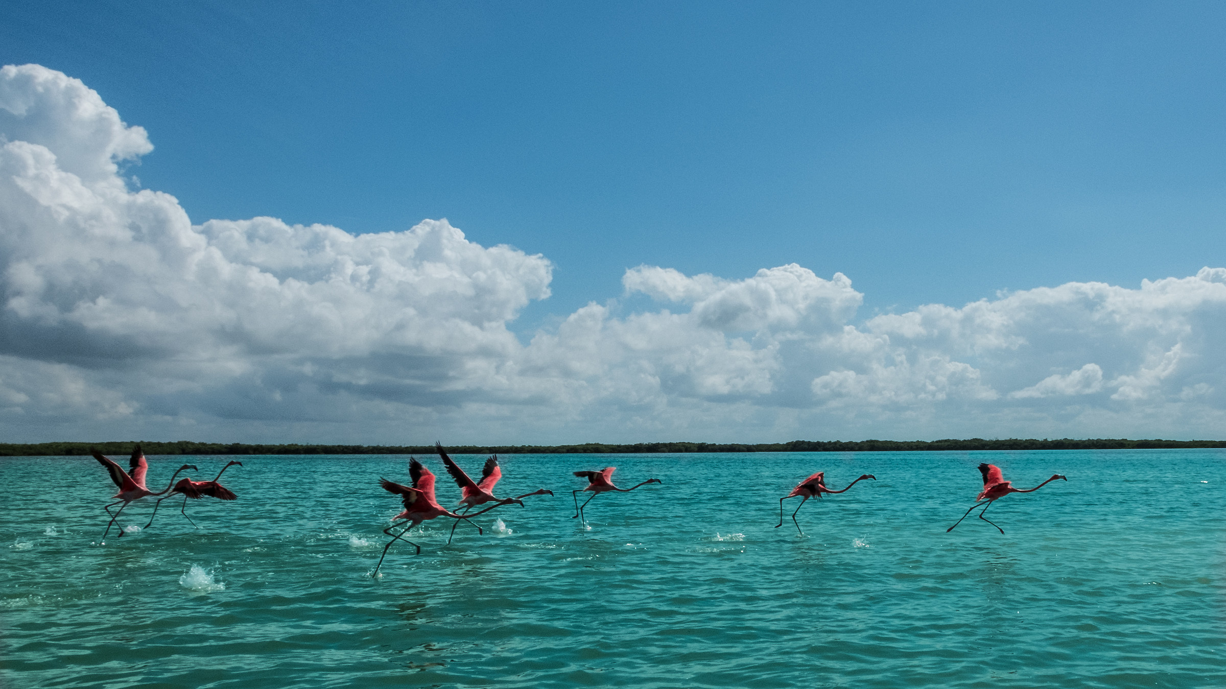 Pink flamingos in Rio Lagartos